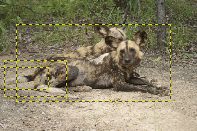 Two wild dogs, one behind the other. Two tails are visible but it's unclear whose tail is whose.