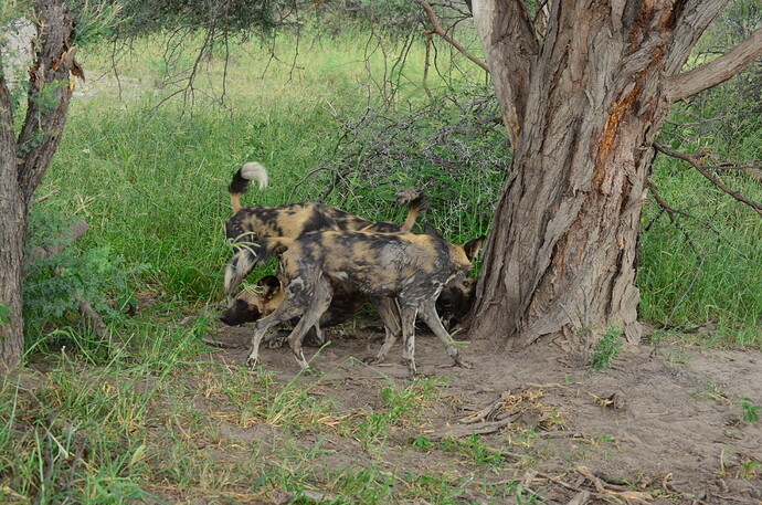 An indeterminate number of wild dogs in a confusing pose