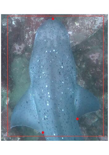 ID area sevengill shark
