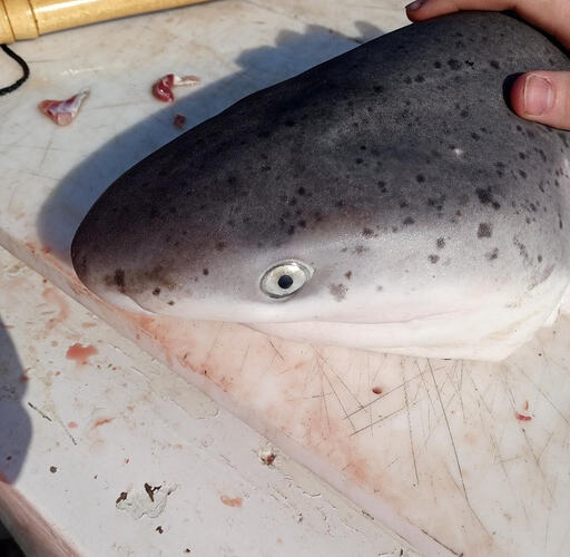 5315766751053251907 (1)